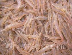 白米虾养殖